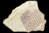 Ordovician Graptolite (Araneograptus) Plate - Morocco #126402-1